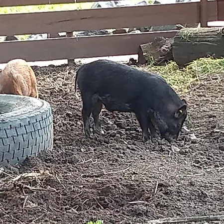 Prázdninový dům Ellen's *