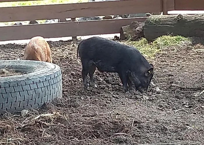 Prázdninový dům Ellen's *